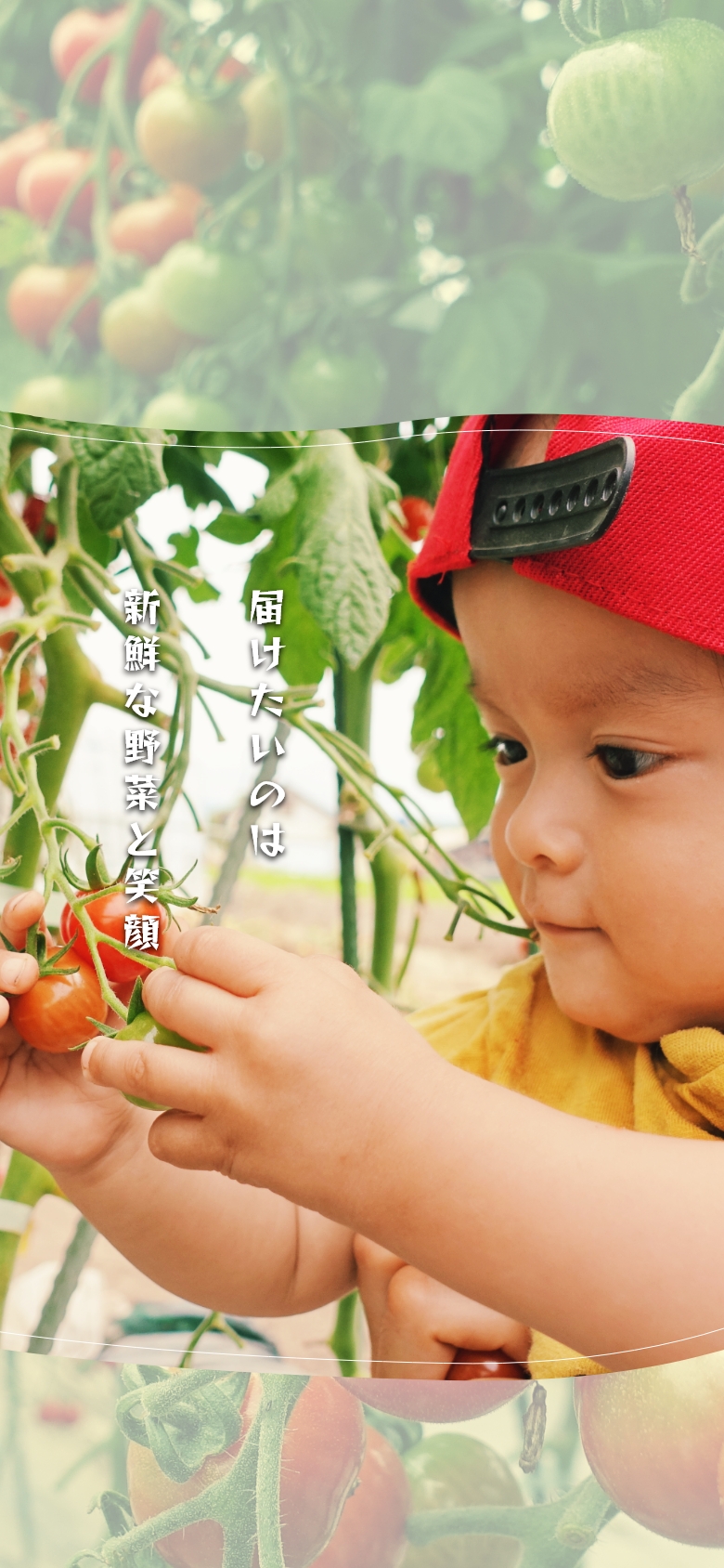 北斗市でミニトマト【プチぷよ】ならスケサンファーム