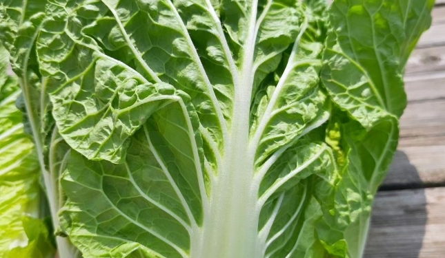 白菜
