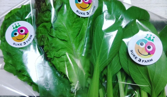 サンチュ・ミニ青梗菜