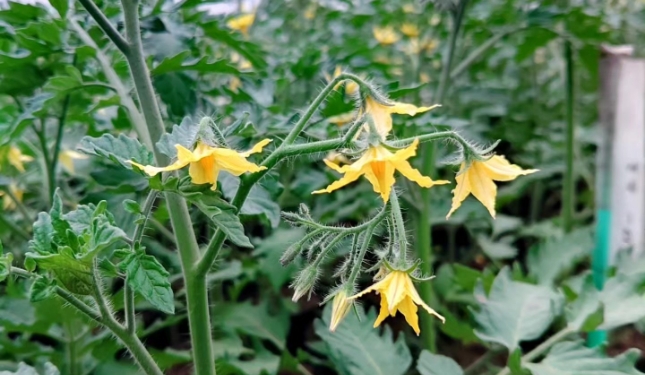 開花