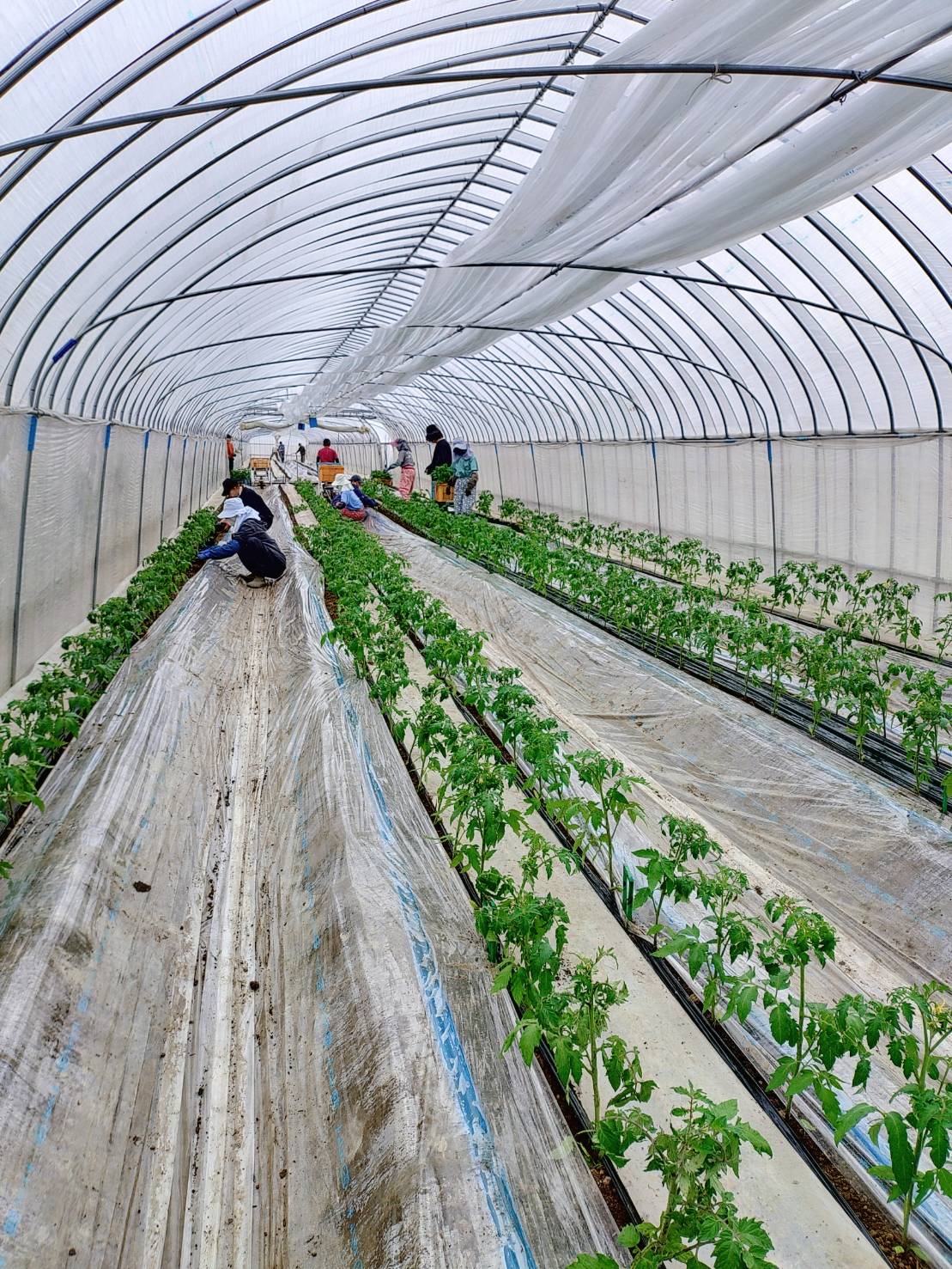 https://suke3farm.com