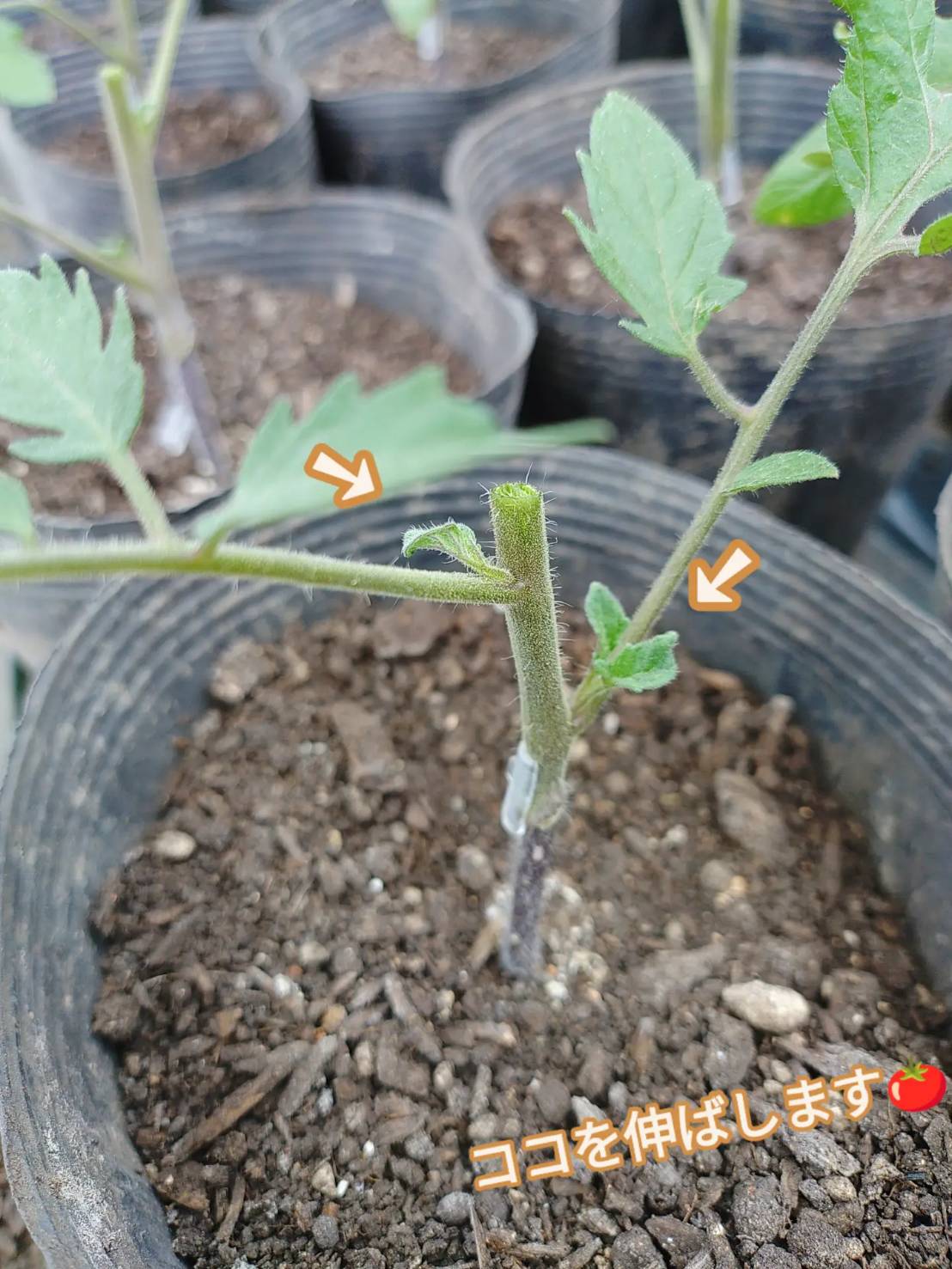 夏トマト準備中🍅