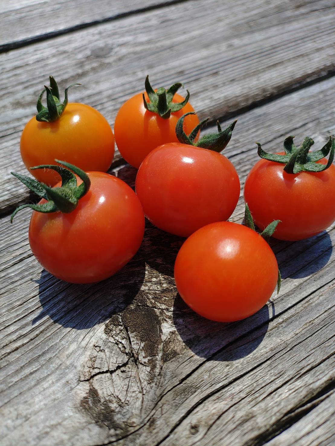 カラフルミニトマト🍅