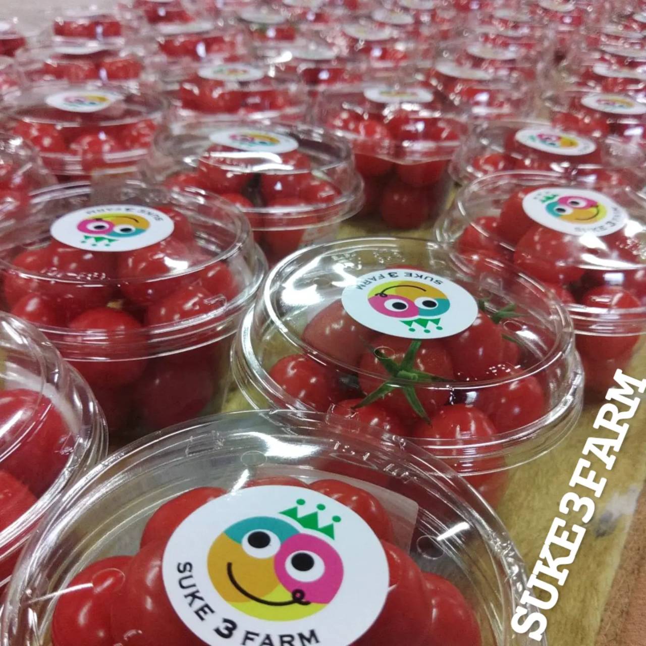 プチぷよは丸いパックに入ってますよー🍅